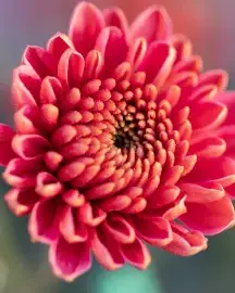 Chrysantheme