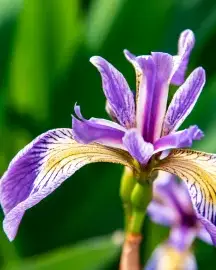 Iris